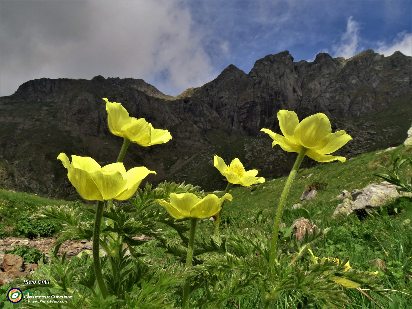 22 Pulsatilla alpina sulphurea (Anemone sulfureo) con vista verso i monti del Benigni.JPG